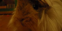 26.3.2011 - Nelinkin jarny zostrih 2011 :-)