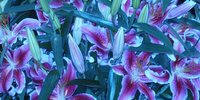 28.4.12 -  Flora 2012